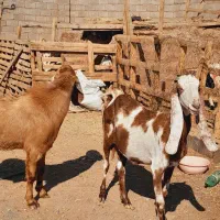 گوسفند پاکستانی گلابی و بز پاکستانی گلابی ونری|حیوانات مزرعه|کرمان, |دیوار