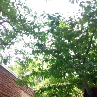 خریدچوب درختان درباغ|خدمات باغبانی و درختکاری|مراغه, |دیوار