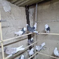 کفتر پرشی شازده و هما.طوقی|پرنده|ری, حمزه‌آباد|دیوار