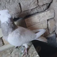 ۷ عدد کبوتر|پرنده|بروجن, |دیوار