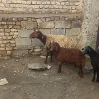 ده عددمیش بره