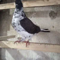 کبوتر پرشی