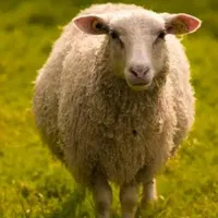 ذبح گوسفند در محل