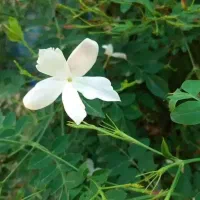 نهال دو سه ساله گل یاس سفید عطری نایلکسی