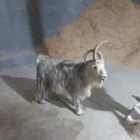 تکه جلو رو ۴ ساله|حیوانات مزرعه|قوچان, |دیوار