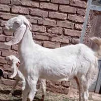 بز پاکستانی. شیرا