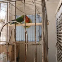 فروش مرغ عشق.طوطی برزیلی و خرگوش
