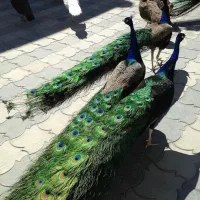 پرنده زینتی|پرنده|ارسنجان, |دیوار