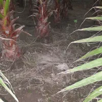 پالم|گل و گیاه طبیعی|آمل, |دیوار