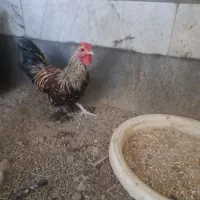 سه عدد خروس