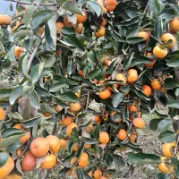 خرمالو بشقابی|خوردنی و آشامیدنی|نوکنده, |دیوار