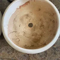 گلدون بنسای|گل و گیاه طبیعی|قم, امامزاده ابراهیم|دیوار