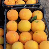 کارگر برای پرتقال چینی