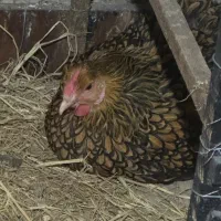 جوجه لهستانی ویاندوت ایام سمانی برهما مرغ وخروس