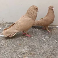 پنج جفت زرد سرخ کرمونی کاکلی