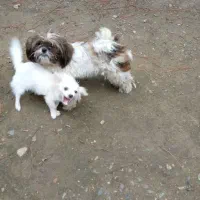 شیتزو دختر و پامر پسر|سگ|شفت, |دیوار