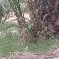 فروش پاجوش خرما (فسیل) کلوته|گل و گیاه طبیعی|بلوک, |دیوار