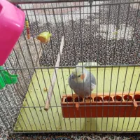 عروس هلندی کلام بالا|پرنده|خمین, |دیوار