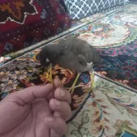 مینابازیگوش