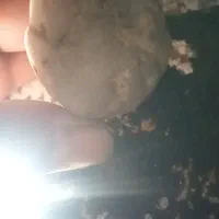 سنگ آنتیک و خاص