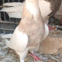 فروش کبوتر