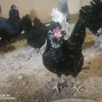 تخم نطفه دار گلین