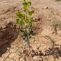 باغ ۱۵۰۰ متری میوه و پسته در گرگاب|فروش دفتر صنعتی، کشاورزی، تجاری|شاهین‌شهر, گرگاب|دیوار
