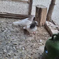 باشلی نروماده|پرنده|آذرشهر, |دیوار