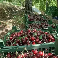 زمین-باغ-کنار-رودخانه-سند-تکبرگ-مشاع