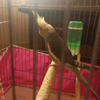 پرنده|پرنده|تهران, بازار|دیوار