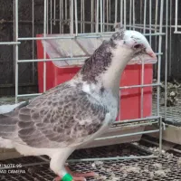 جوجه پلاکی نر|پرنده|برازجان, |دیوار