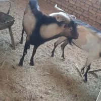 نر آلپاین