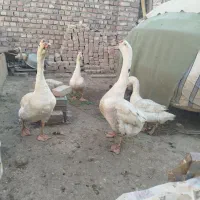 قوغاز|حیوانات مزرعه|زابل, |دیوار