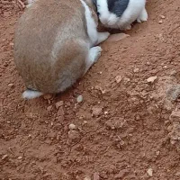 خرگوش نروماده