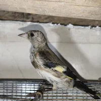 جوجه سهره نر