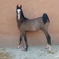 نریان درجه یک کره تهمتن بااصل و نسب|اسب و تجهیزات اسبسواری|تهران, شیراز|دیوار