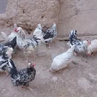 تخم مرغ گلین|حیوانات مزرعه|درمیان, |دیوار