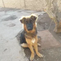 توله ی ژرمن|سگ|بوئین زهرا, |دیوار