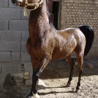 نریان ۴ سال کره سالار فرخشهر