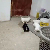 فروش سگ اشپیتز