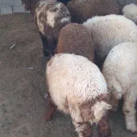 بره