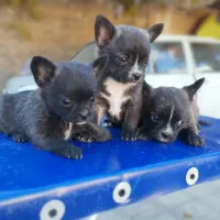 توله پامرین