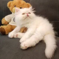 گربه پرشین اصیل