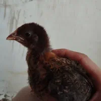 جوجه|حیوانات مزرعه|نیشابور, فیض آباد|دیوار