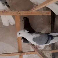 کبوتر|پرنده|تفرش, |دیوار