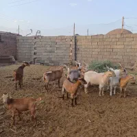 بزغاله نر و ماده|حیوانات مزرعه|فردوس (خراسان), |دیوار
