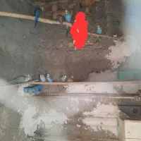 مرغ عشق|پرنده|هامون, |دیوار