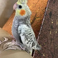 عروس هلندی بازیگوش|پرنده|سبزوار, فیاض|دیوار