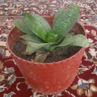 گل آپارتمانی