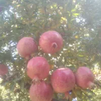 انار کوهدشت.کونانی..|خوردنی و آشامیدنی|کوهنانی, |دیوار